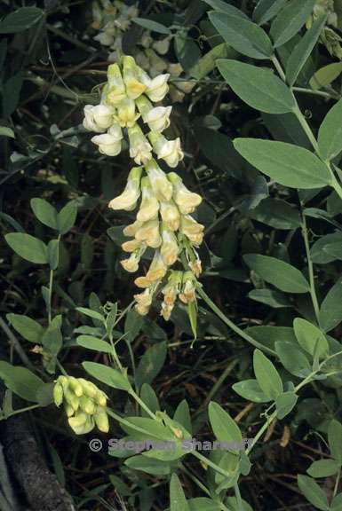 lathyrus sulphureus 3 graphic